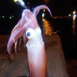 アジング＆ケンサキング